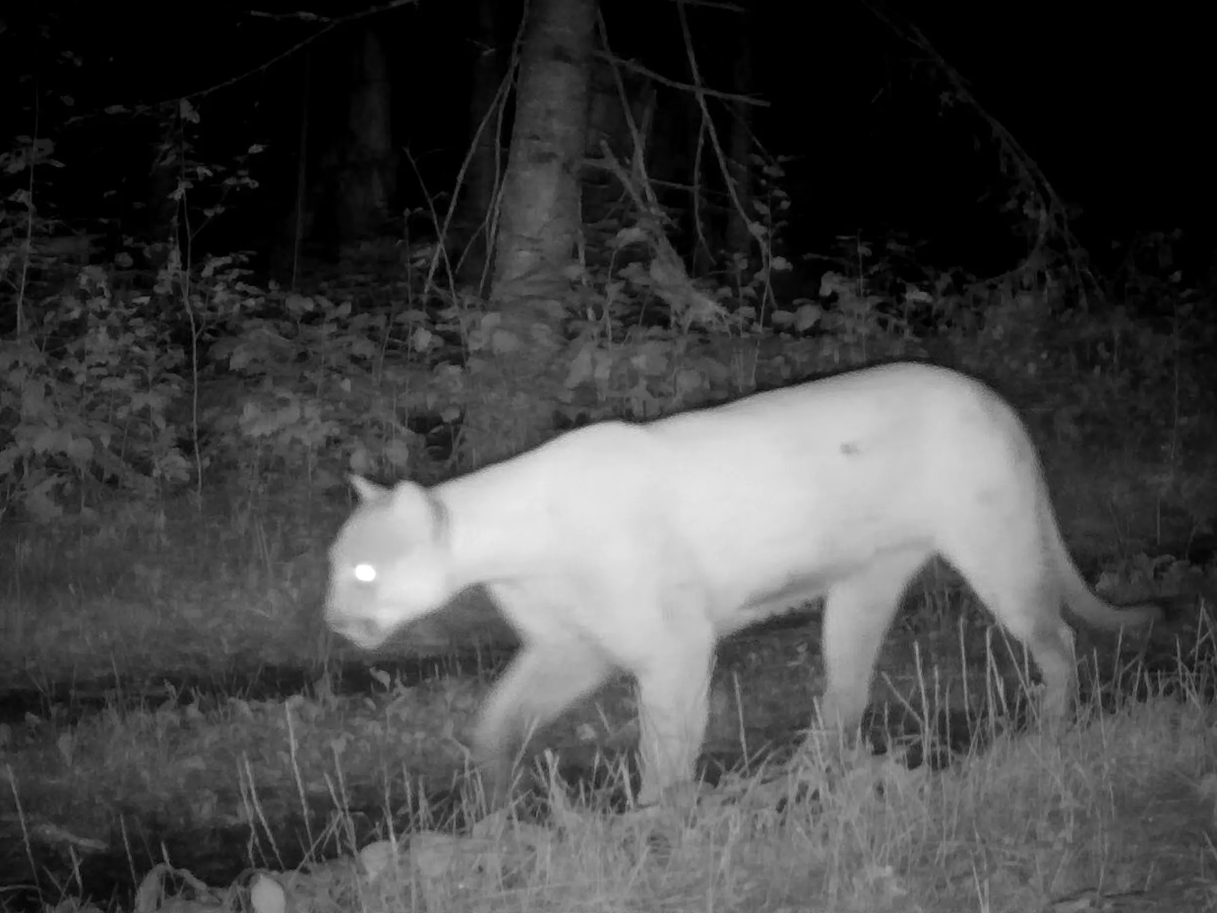The unlikely comeback of the Minnesota cougar