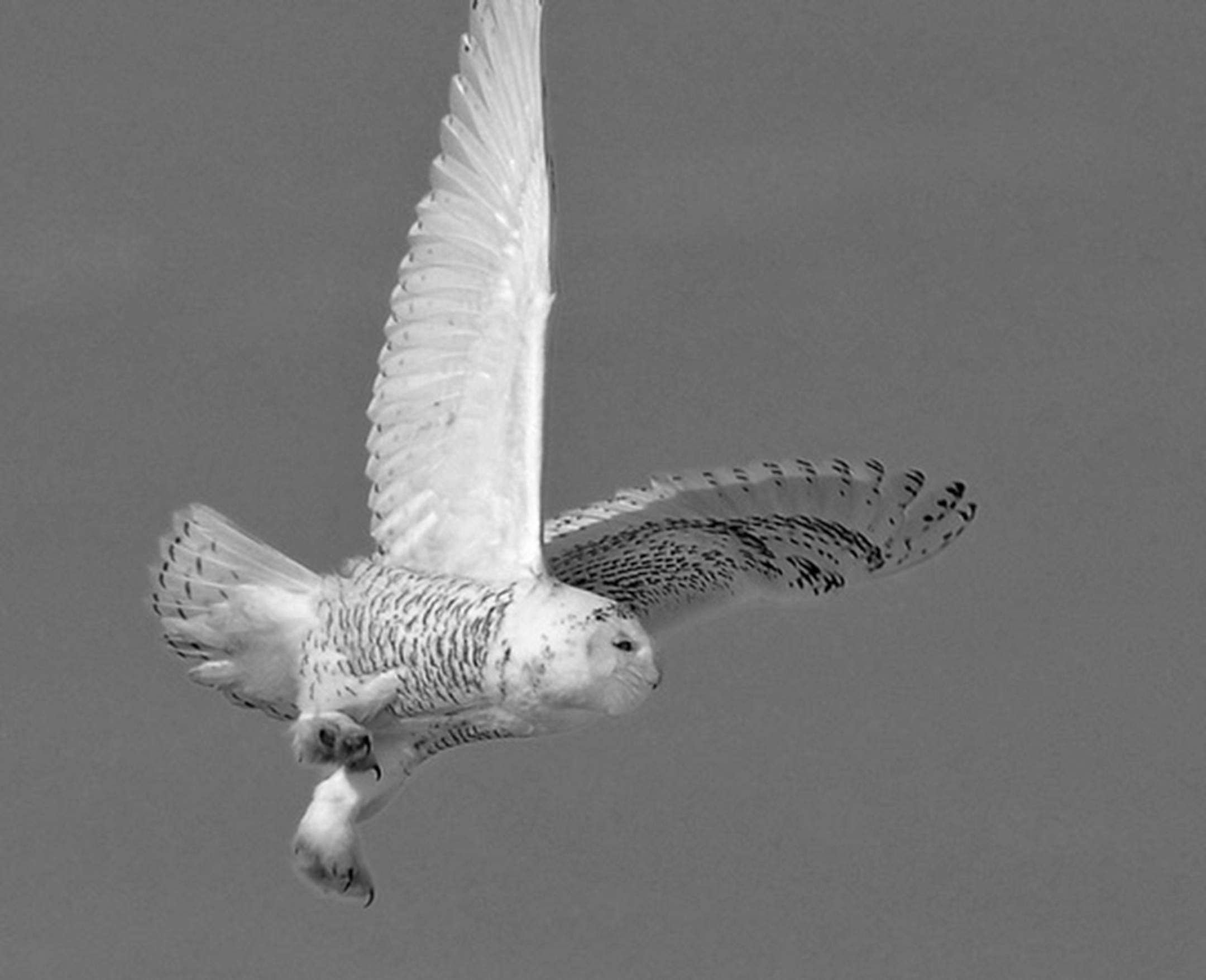 This could be Harry Potter's Hedwig on a landing glide.Jim Williams photo