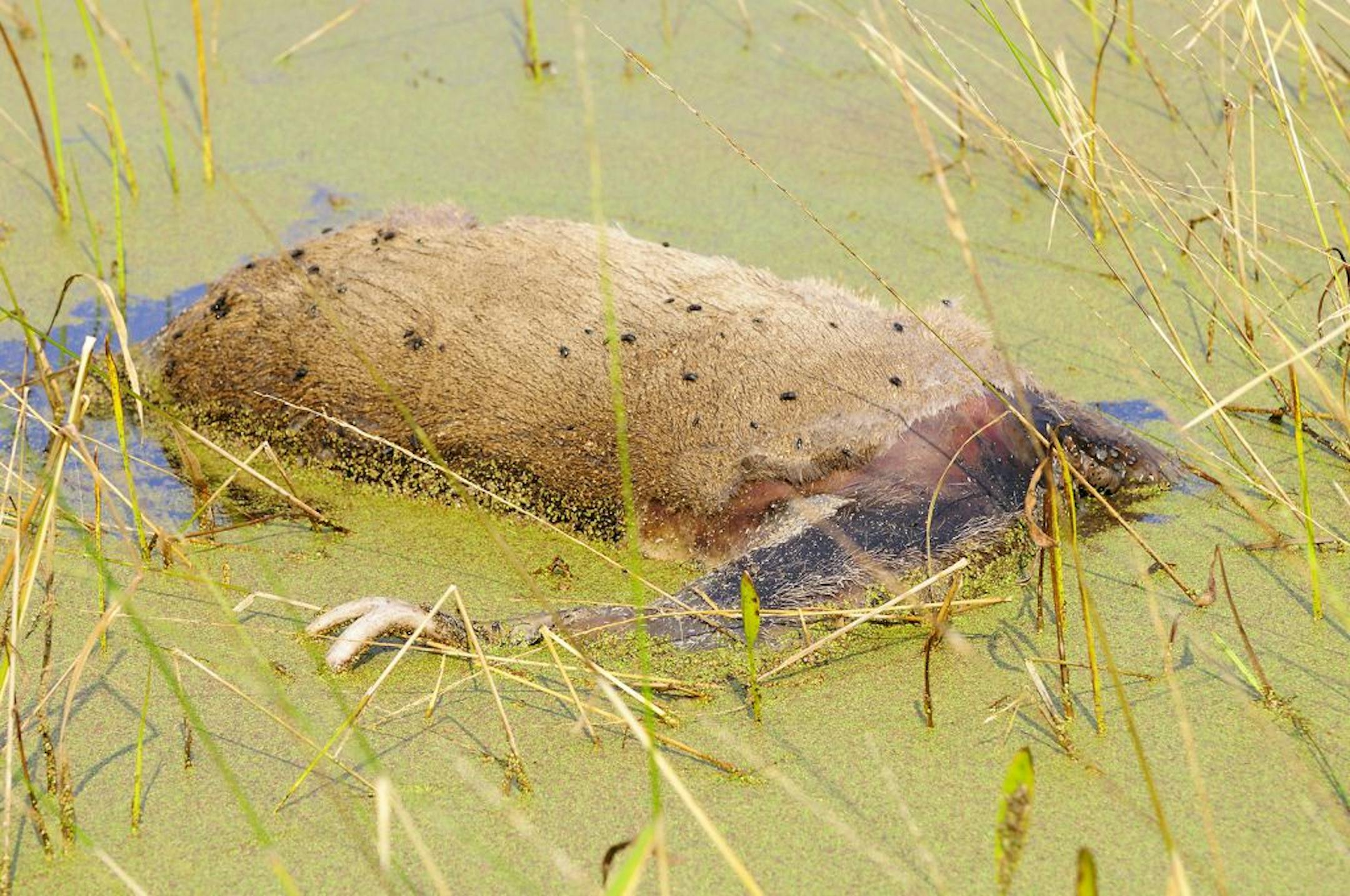 This dead whitetail buck was found floating among duckweed and wild rice last week. The buck died from an arrow wound and was obviously unrecovered by the archer.