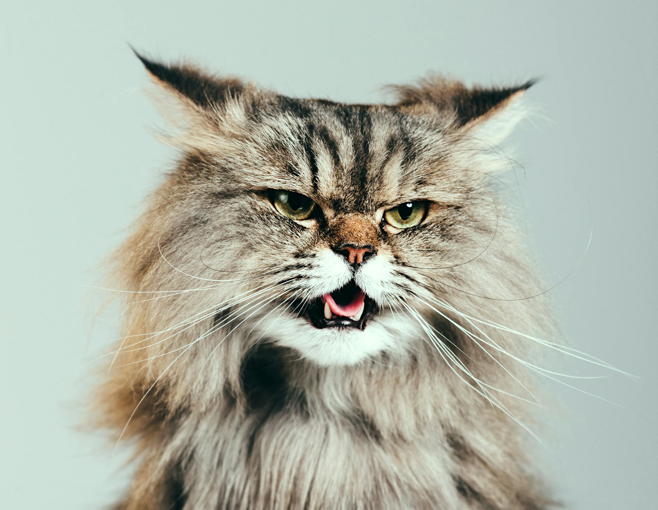 Persian cat portrait