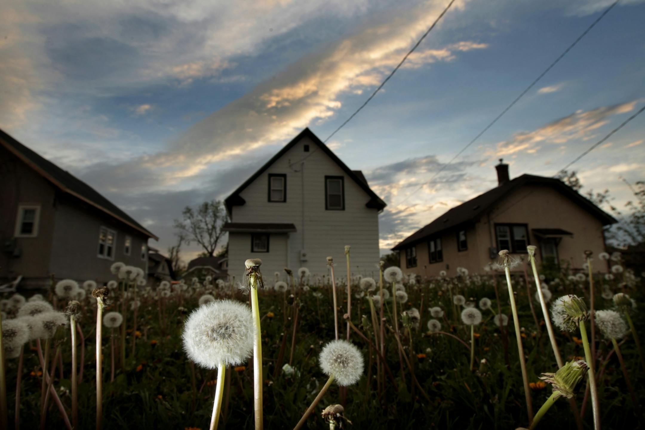 Dandelions are all over lawns and empty lots in the 3000 block of Logan avenue north, a year after a tornado struck north Minneapolis.