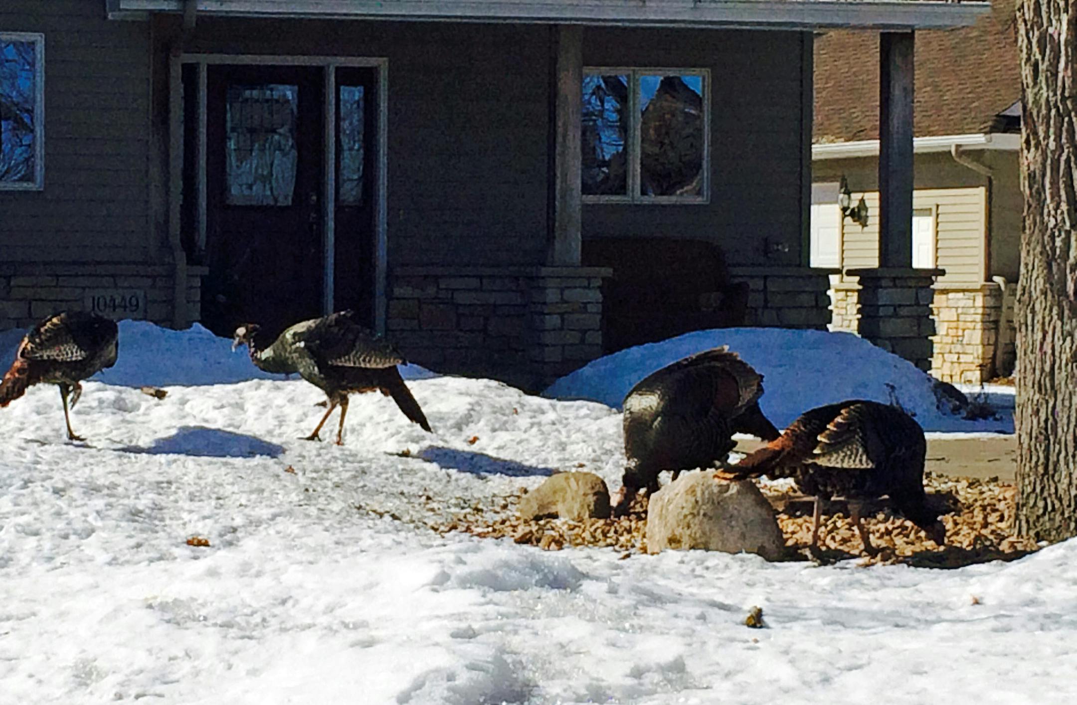Four turkeys munched on bird seeds beneath a feeder at a home on West River Road, just north of the Coon Rapids Dam wooded park.