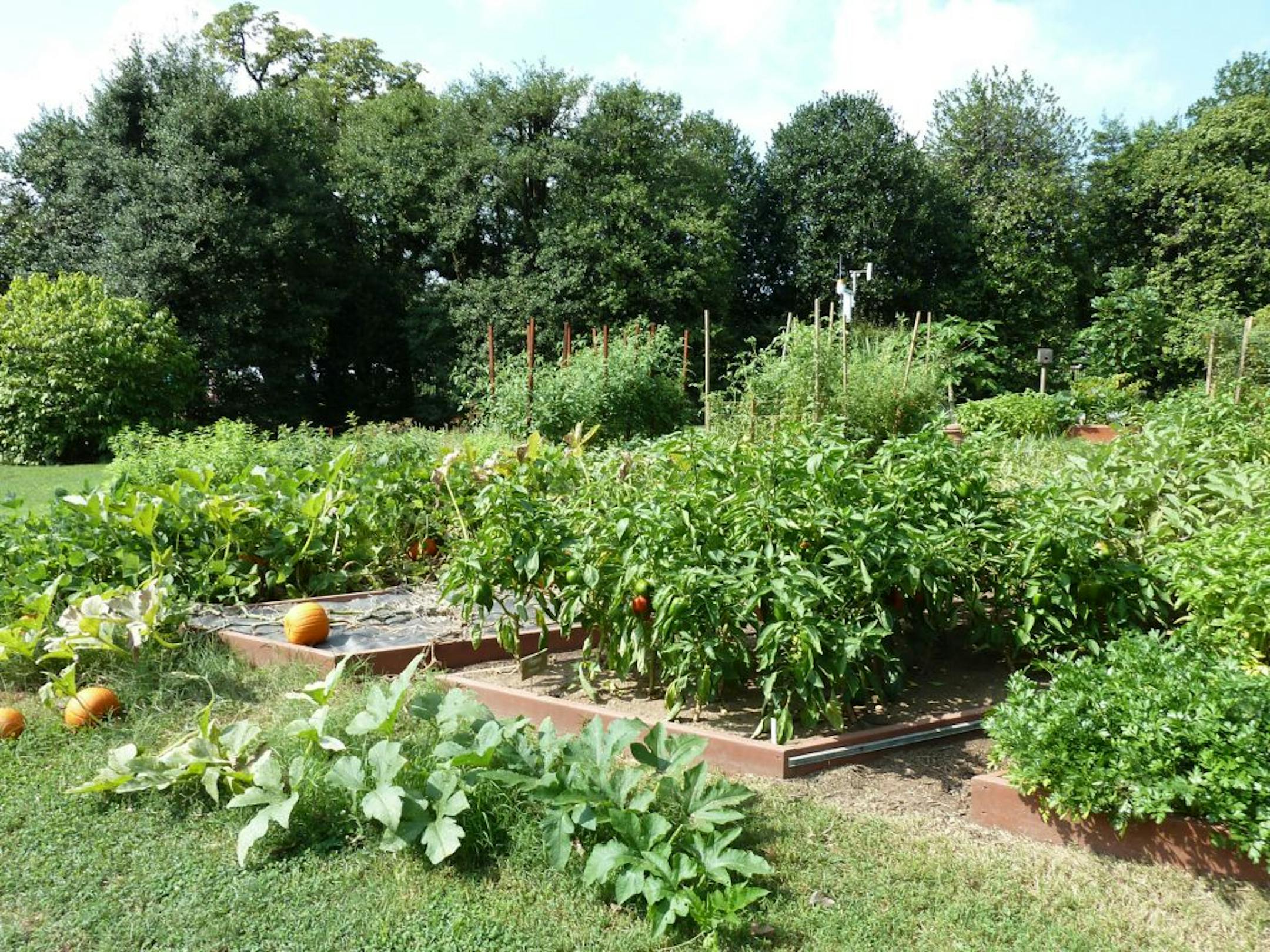 The plentiful harvest at the White House garden meant that there would be vegetables to be pickled, said Cris Comerford, executive chef. The produce is used for family meals as well as for larger formal occasions. Note the security camera in the background, disguised as a birdhouse.