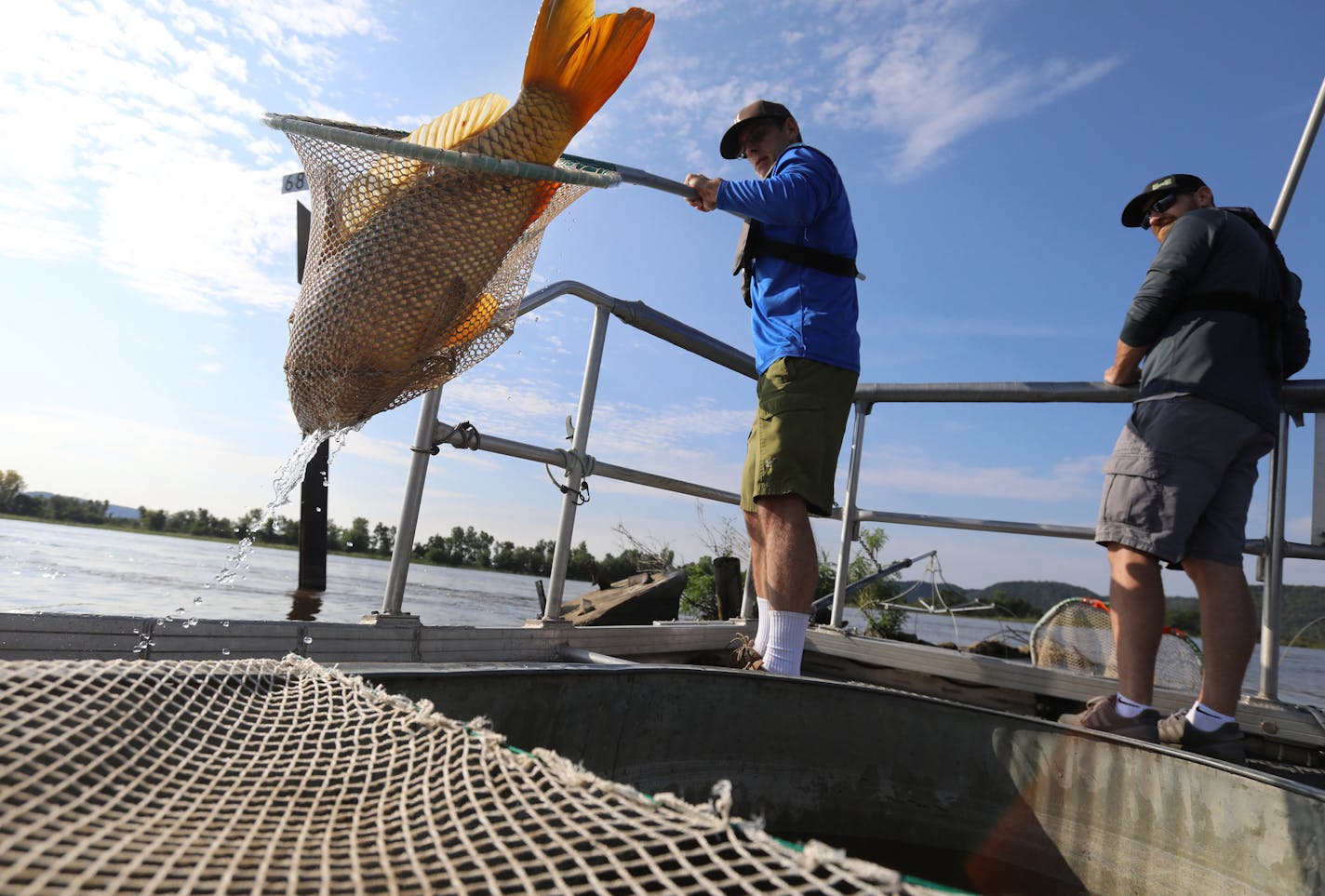 Jeff Whitty, University of Minnesota researcher, took a stunned carp from the Mississippi near Genoa, Wis. It would later be implanted with a transmitter.