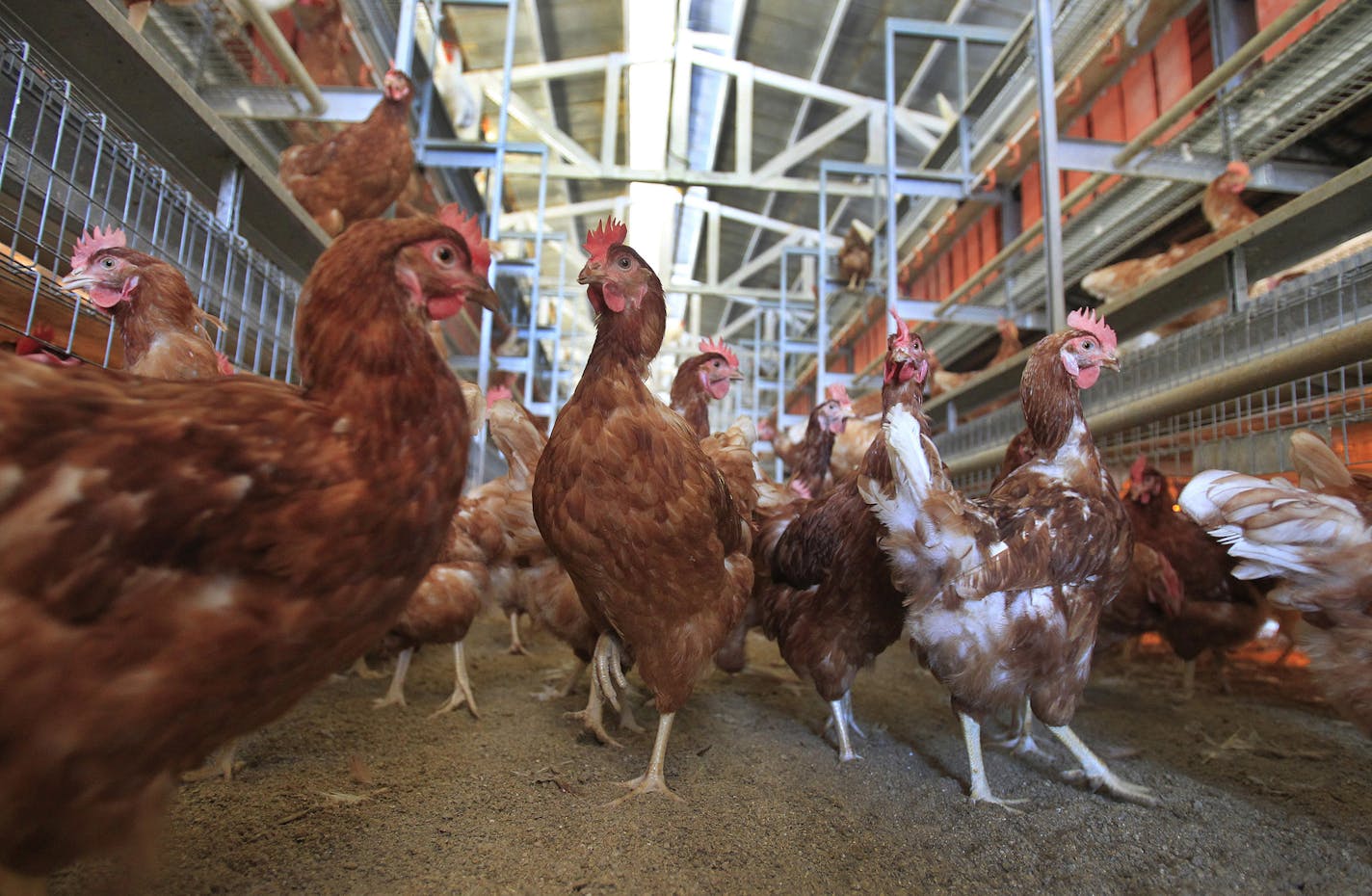 Hilliker's Ranch Fresh Eggs, a family business since 1942, in Lakeview, Calif., on December 19, 2014. McDonald's recent decision to transition to "cage free" eggs may prove to be a tipping point in the industry. (Allen J. Schaben/Los Angeles Times/TNS) ORG XMIT: 1174524