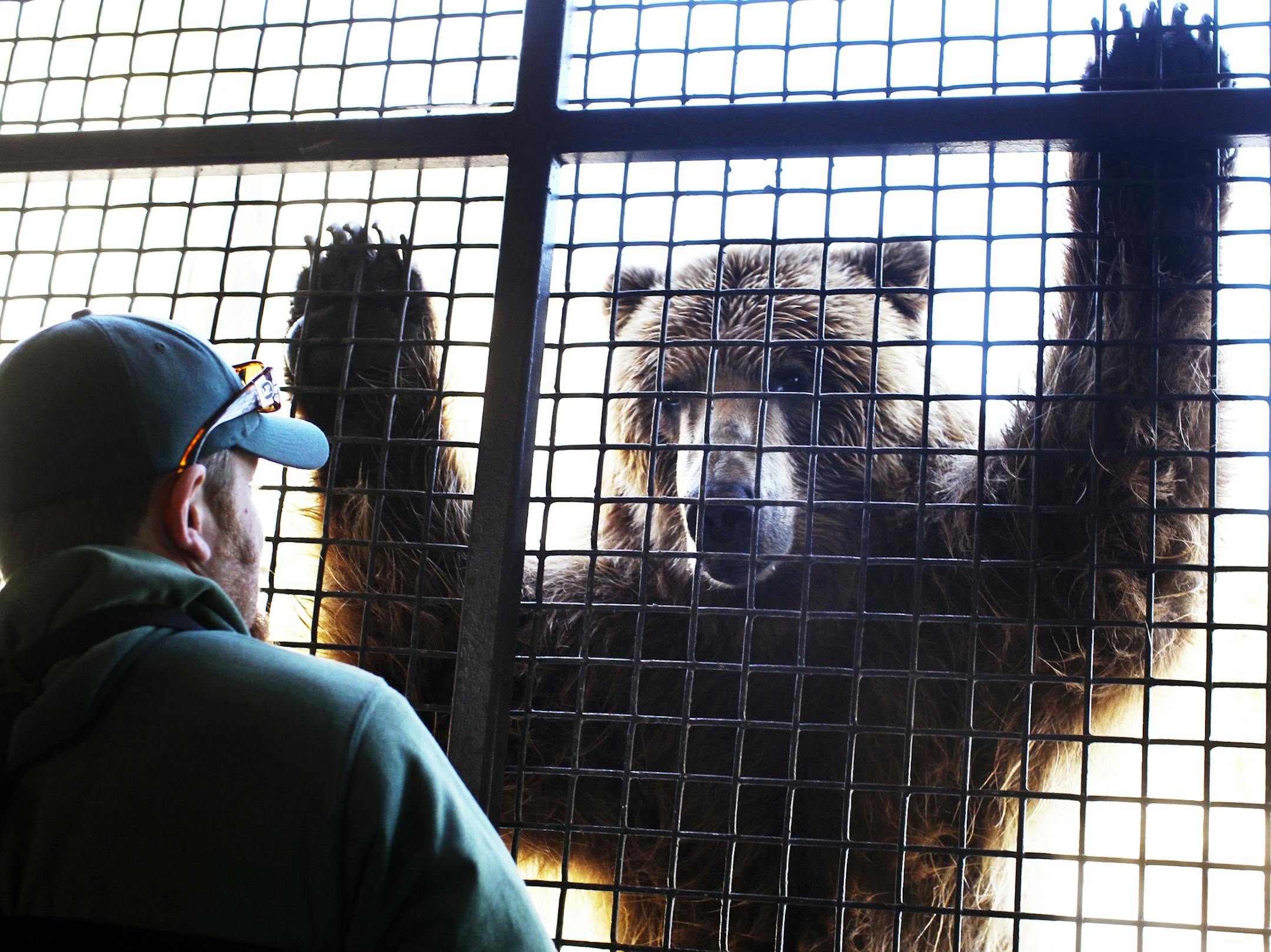 Minnesota Zoo keeper Ben Sutton does training with Kenai, a 7 year-old male brown (grizzly) bear, at the zoo's Russia Grizzly's Coast exhibit Thursday, April 4, 2013, in Apple Valley, MN. Sutton has been a zoo keeper at the Minnesota Zoo for 8 years and training of the bears offers them a type of enrichment for stimulation, public education and preparation for future procedures. While Sutton has a working relationship with the bears -- Grizzly's are among the world's largest animals, weighing up