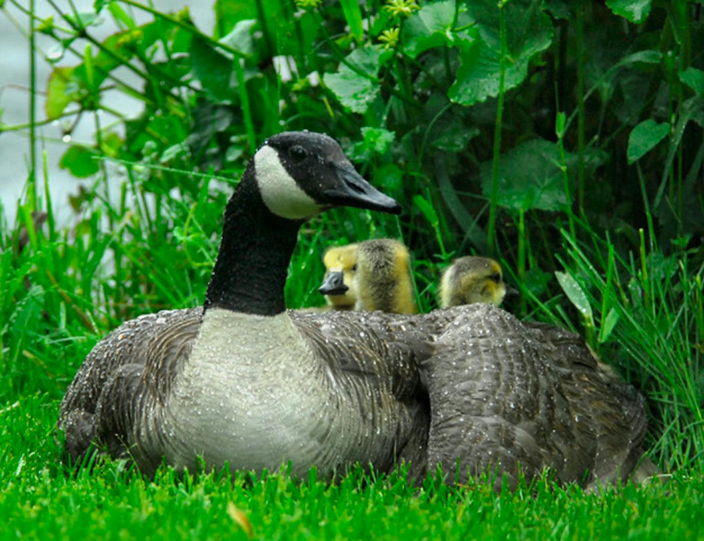 Canada geese make good parents.Jim Williams photo