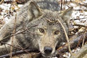 Wolf stories channel Ojibwe legends.
