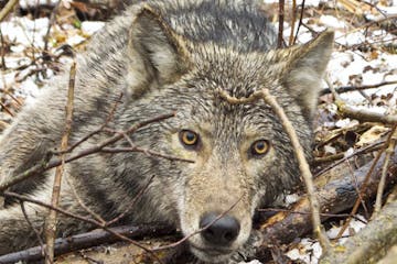 Wolf stories channel Ojibwe legends.