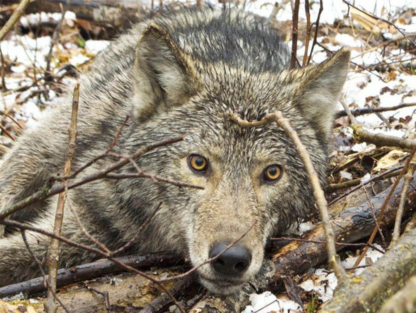 Wolf stories channel Ojibwe legends.