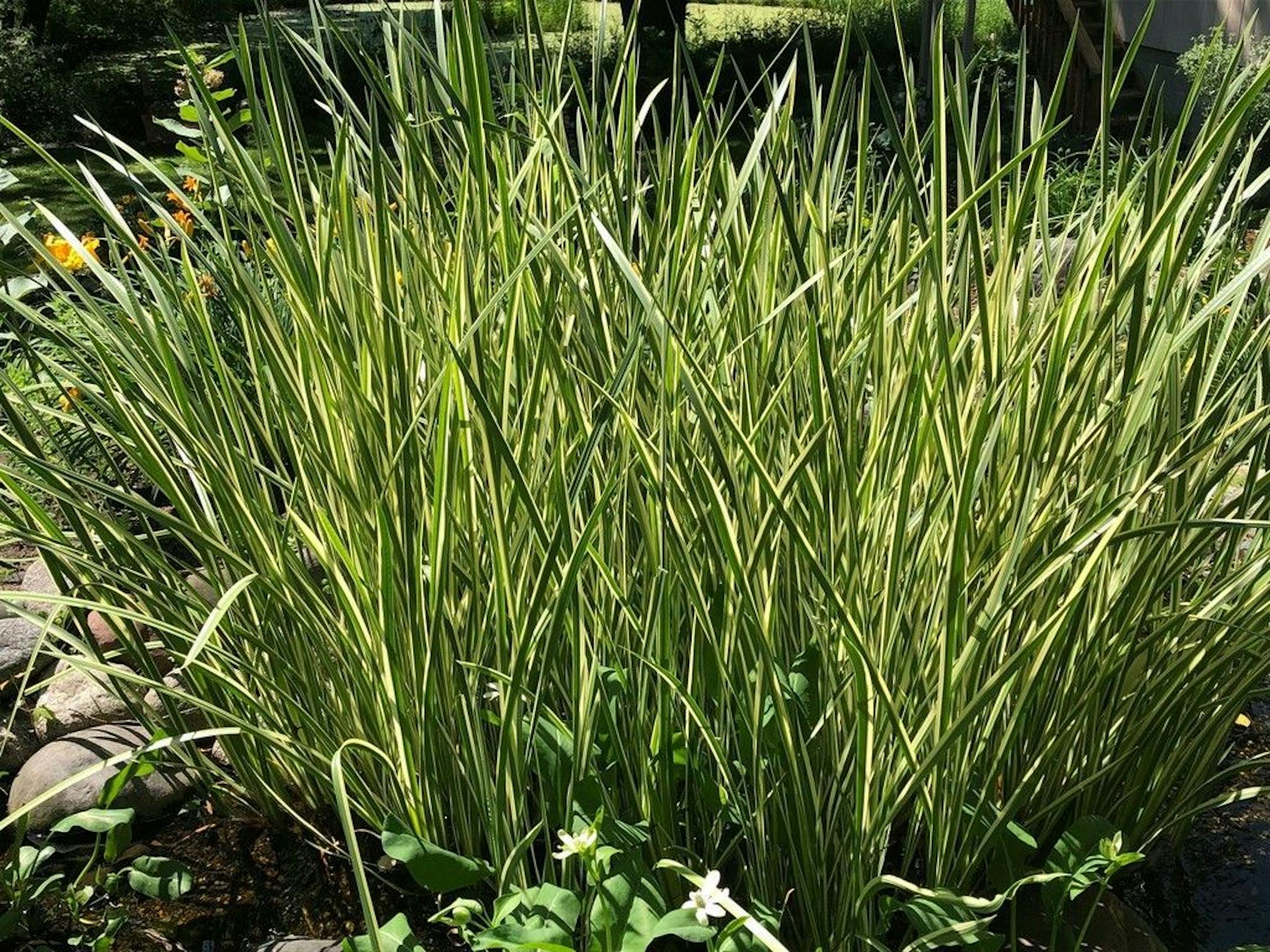 Learn about variegated sweet flag and other pond plants at the Minnesota Water Garden Society tour.