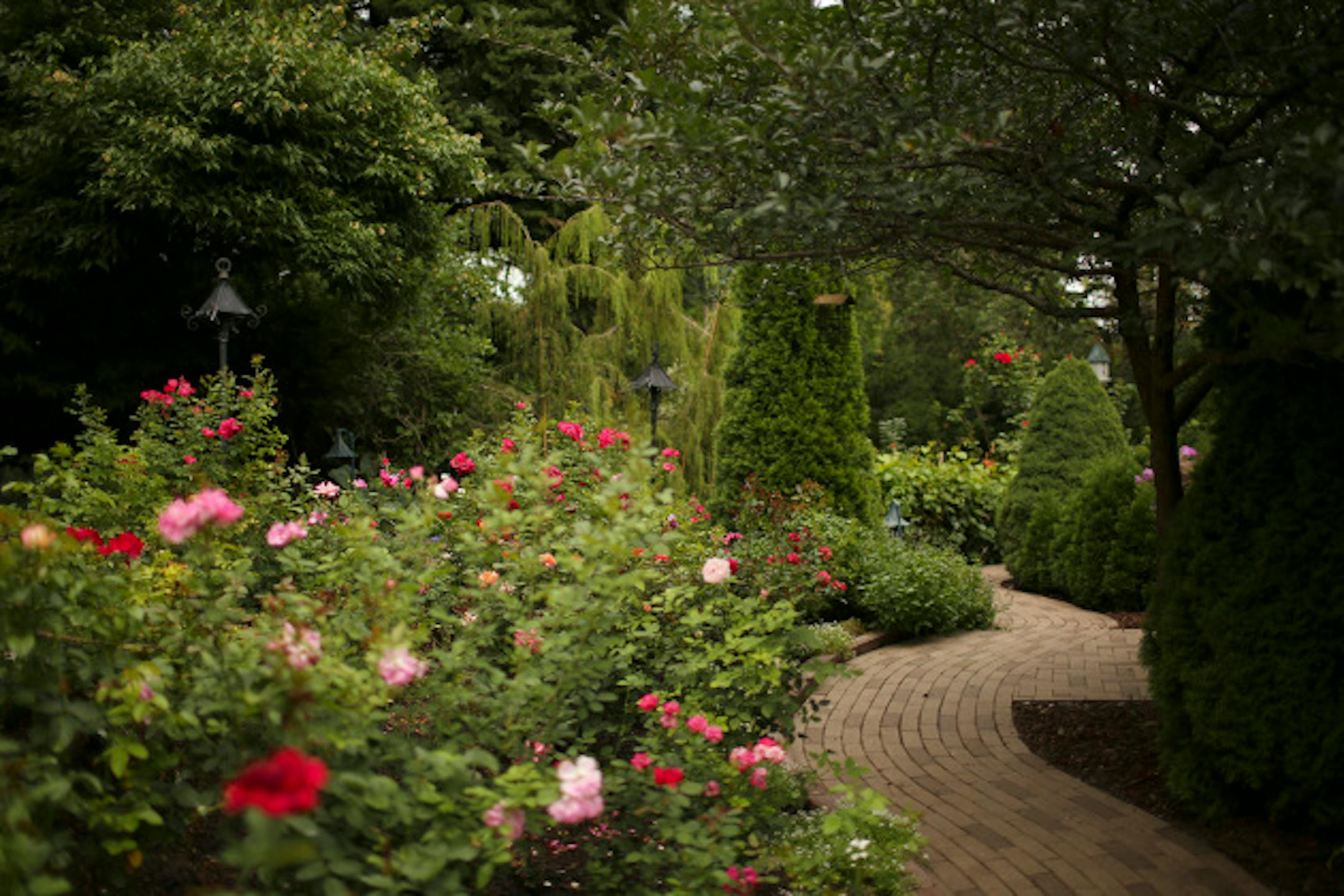 Don Untiedt and Jim McKee created gardens with many different varieties of roses and features such as koi ponds and waterfalls at their home in Plymouth, Minn. in just six years.  The garden was photographed on Monday, July 23, 2012. The curved walk through the rose filled side yard.  ]  JEFF WHEELER • jeff.wheeler@startribune.com