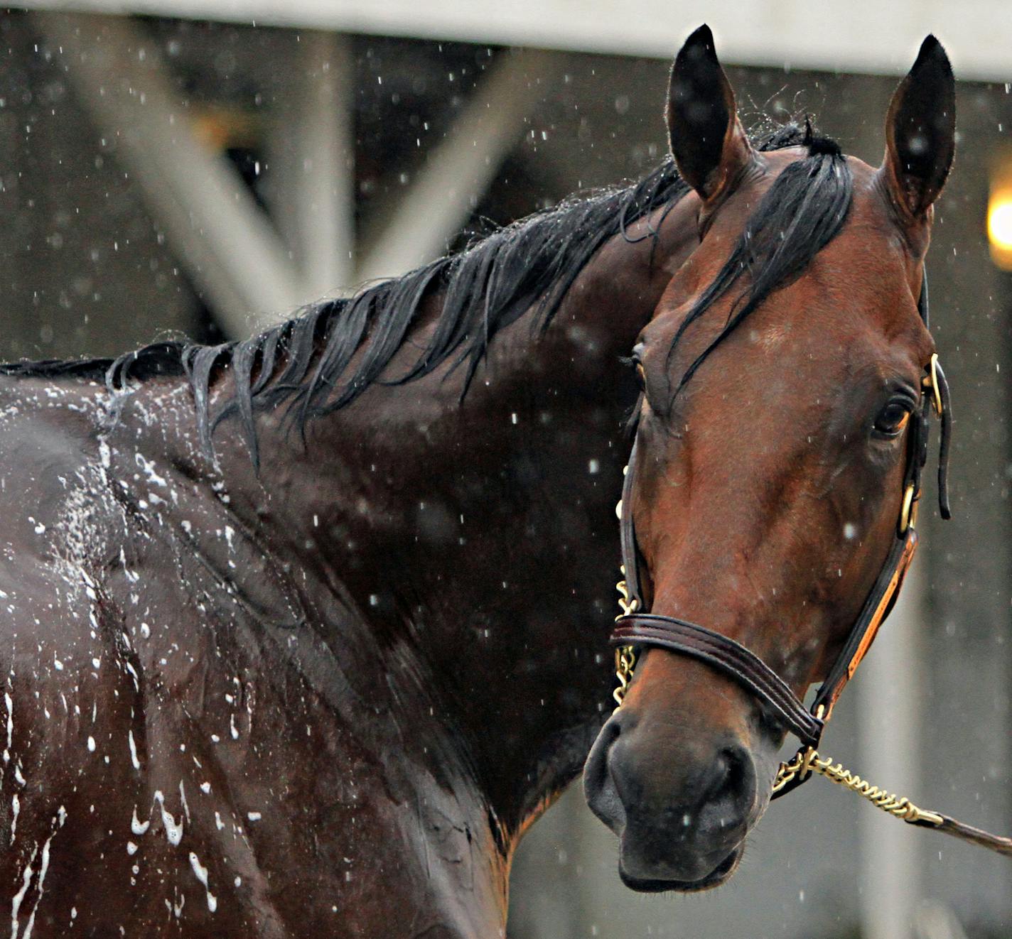 American Pharoah