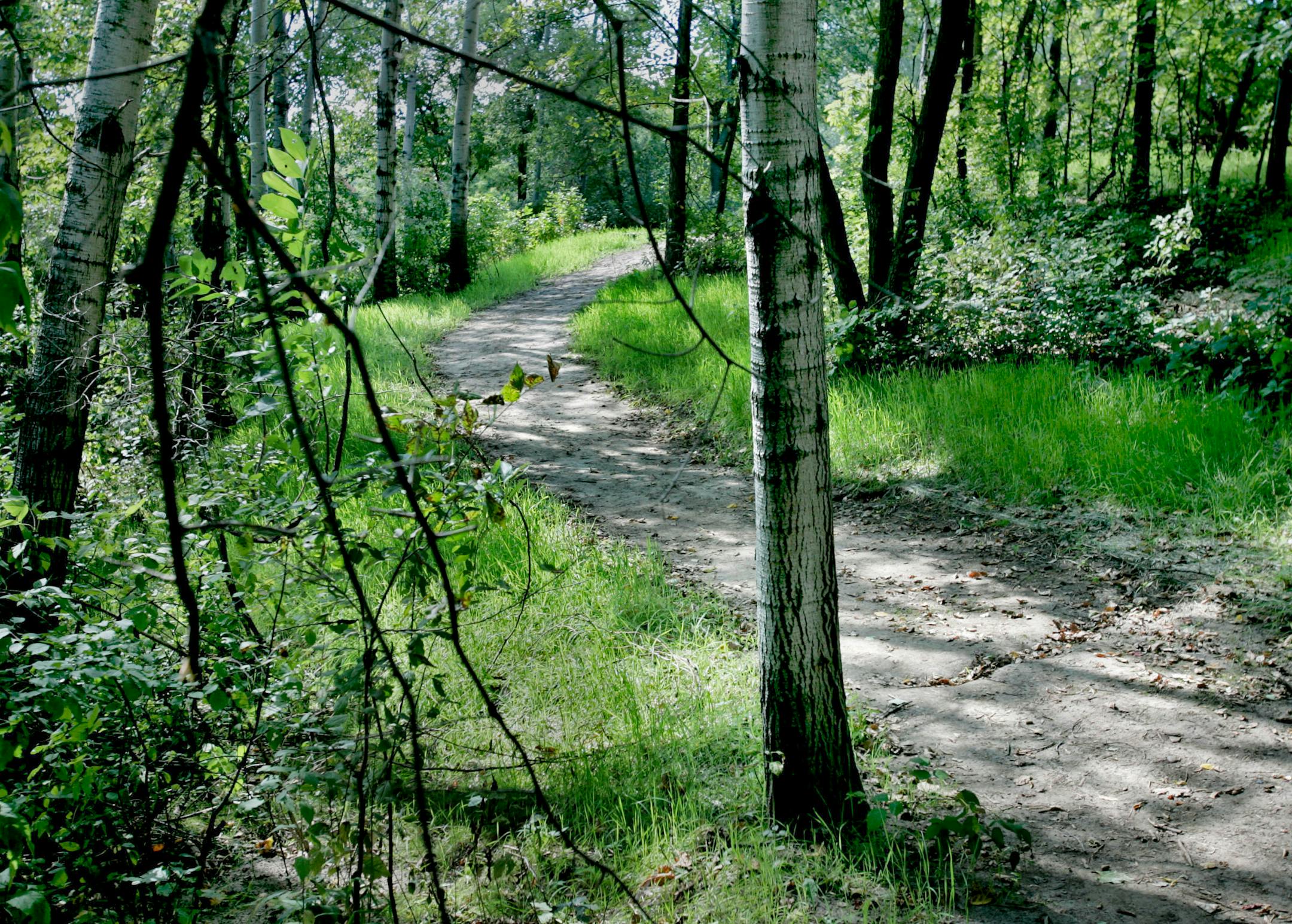 A trail winds through a stand of aspen trees near Jensen Lake in Lebanon Hills Regional Park.