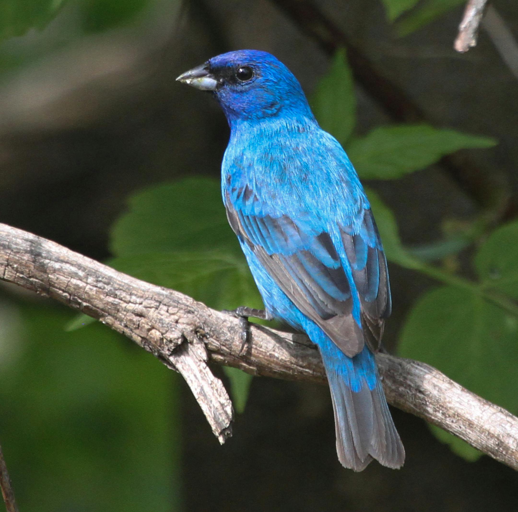 Indigo bunting
photo by Don Severson