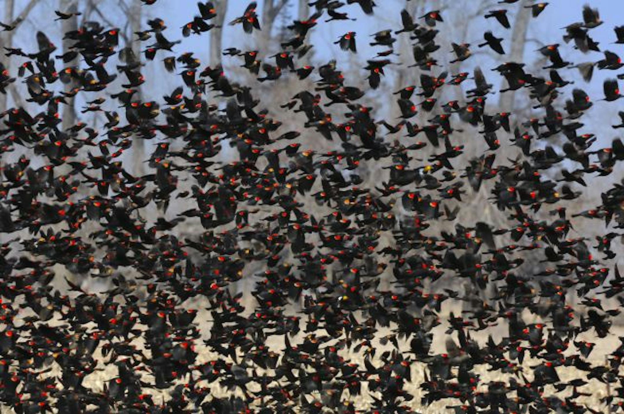 Male red-winged blackbirds migrate ahead of the females and can be sometimes be seen in flocks numbering in the thousands.