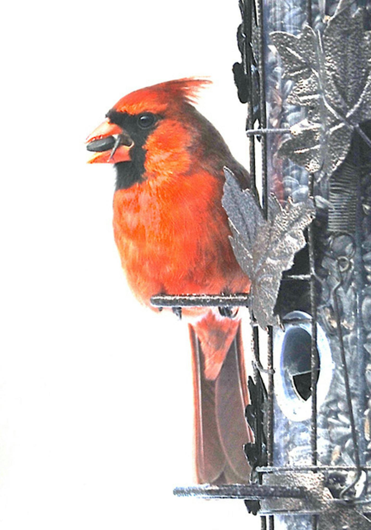 A male cardinal opens a seed with its big beak. Jim Wiliams photo