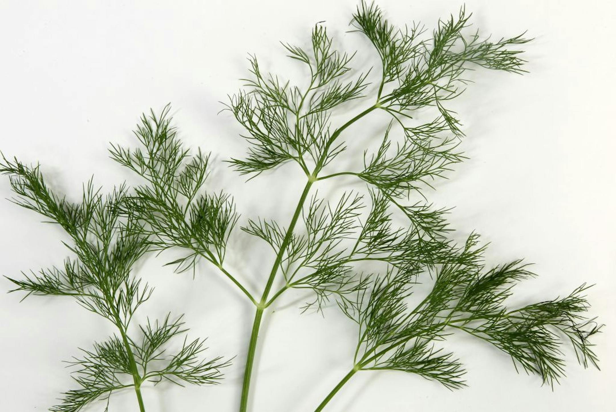 Dill_Taste widgets/illustrations; Radishes and asparagus, Butter lettuce Herbs etc. [ TOM WALLACE • twallace@startribune.com _ Assignments #20023643A_ May 23, 2012_ SLUG: veggies0531_ EXTRA INFORMATION: inside cutout material