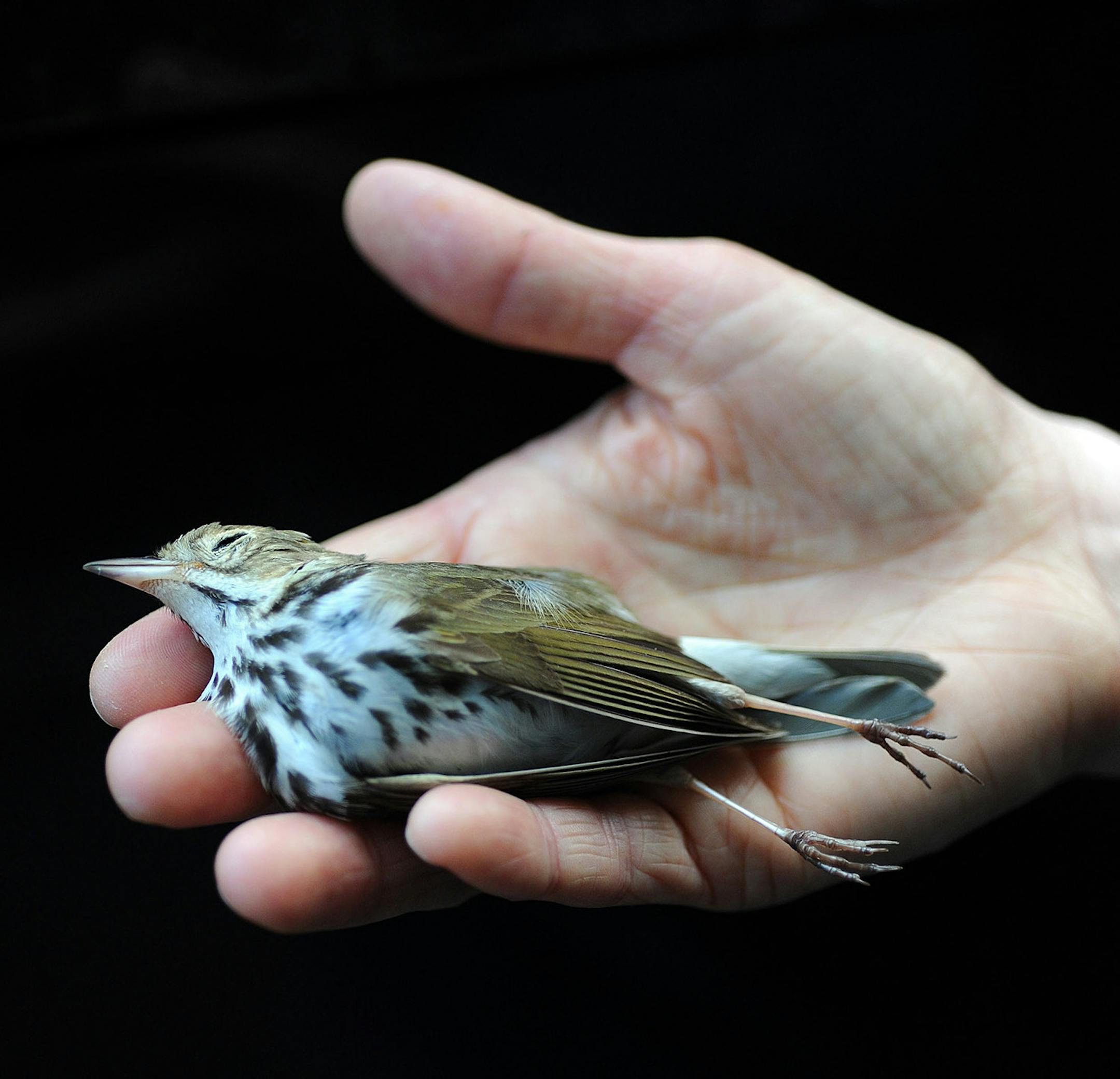 Volunteer Lynne Parks of the group Lights Out Baltimore holds a dead Ovenbird believed to have died when it flew into a Baltimore, Md., building. The small bird migrates thousands of miles from Central America to North America. City buildings kill millions of birds every year, experts say. Illustrates BIRDS (category l), by Karen Houppert, special to The Washington Post. Moved Friday, March 14, 2014. (MUST CREDIT: Photo by Astrid Rieken for The Washington Post)