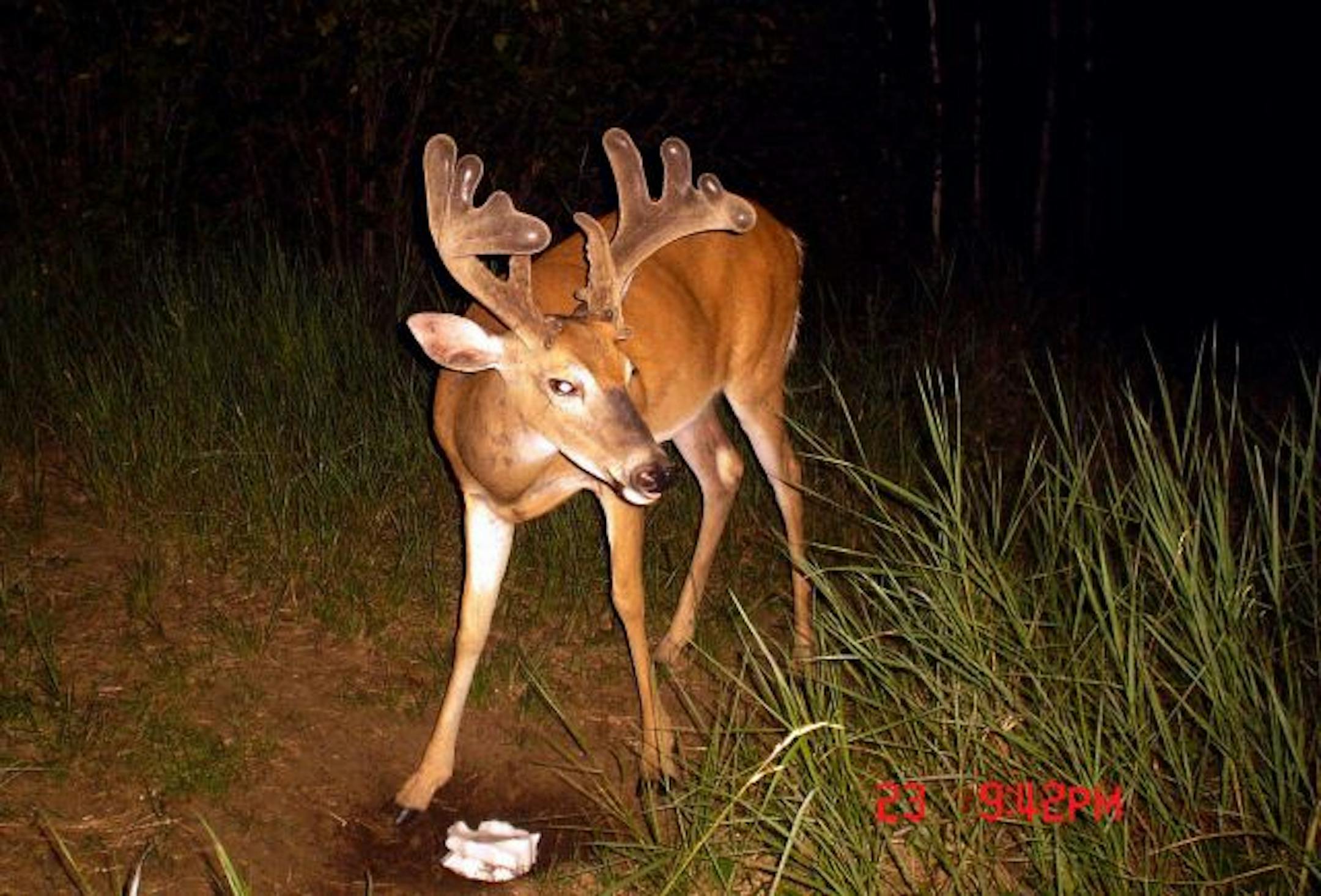 This big buck was photographed for four years, mostly after dark near this salt block. He lived to be about 8 years old and was never seen during hunting season.