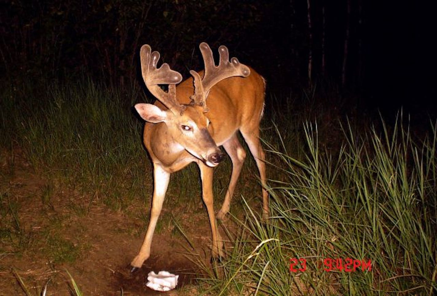 This big buck was photographed for four years, mostly after dark near this salt block. He lived to be about 8 years old and was never seen during hunting season.