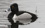 Don Severson Migratory ducks, like this ring-necked duck, are the first migrants to arrive.