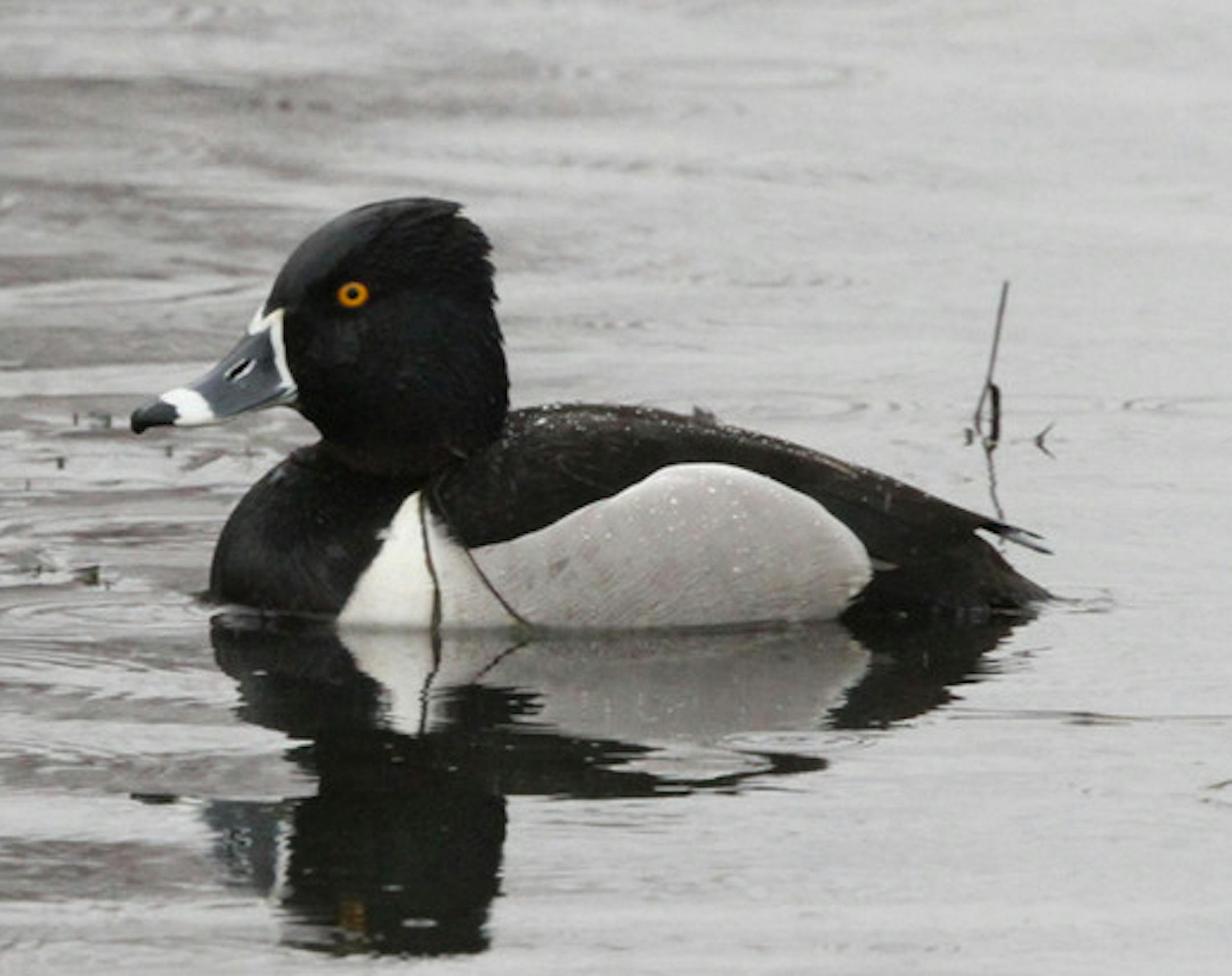 Don Severson Migratory ducks, like this ring-necked duck, are the first migrants to arrive.