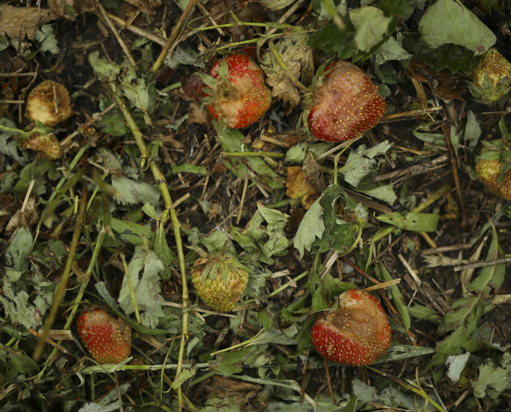 Hail damaged strawberries in a field at the Natura Farms Monday afternoon. ] JEFF WHEELER &#xef; jeff.wheeler@startribune.com Hail on Sunday morning damaged some fruit growers' crops around Forest Lake that their entire Pick Your Own crop is a complete loss. At Natura Farms, the strawberries were perhaps only two weeks from harvest, said field manager Kirstin Geerdes as she looked at damage Monday afternoon, June 12, 2017 on the farm in Marine on St. Croix. "That's farming," she said.