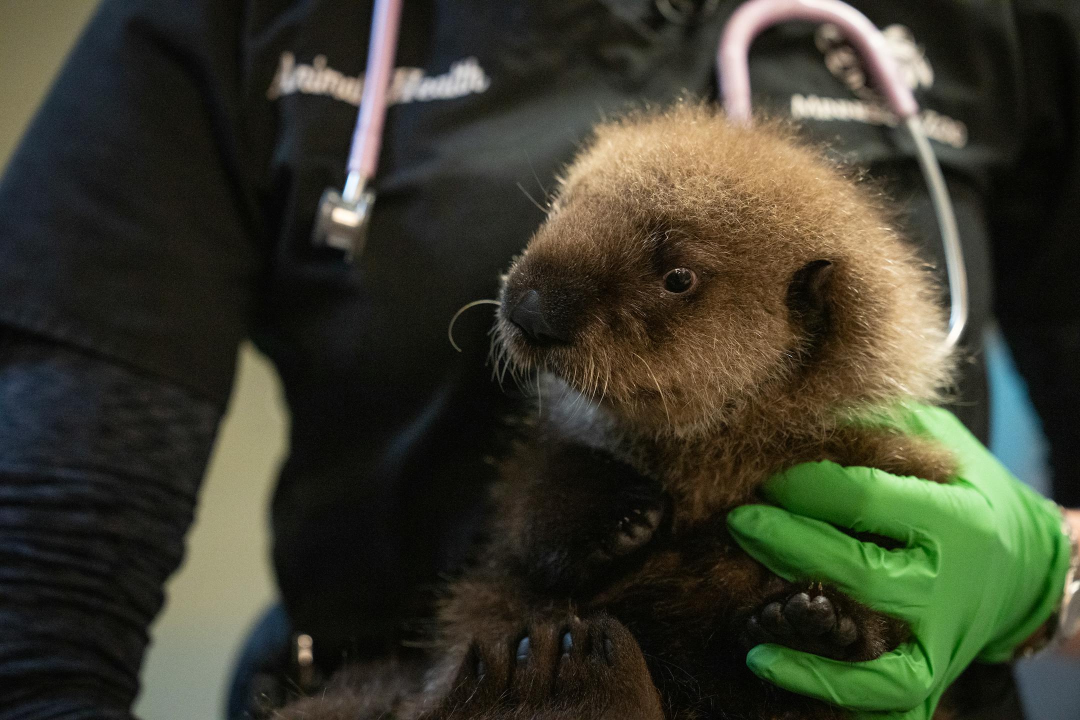 Dr. Annie Rivas carries Nuka the otter pup at the Minnesota Zoo in Apple Valley, Minn., on Wednesday, Oct. 25, 2023.