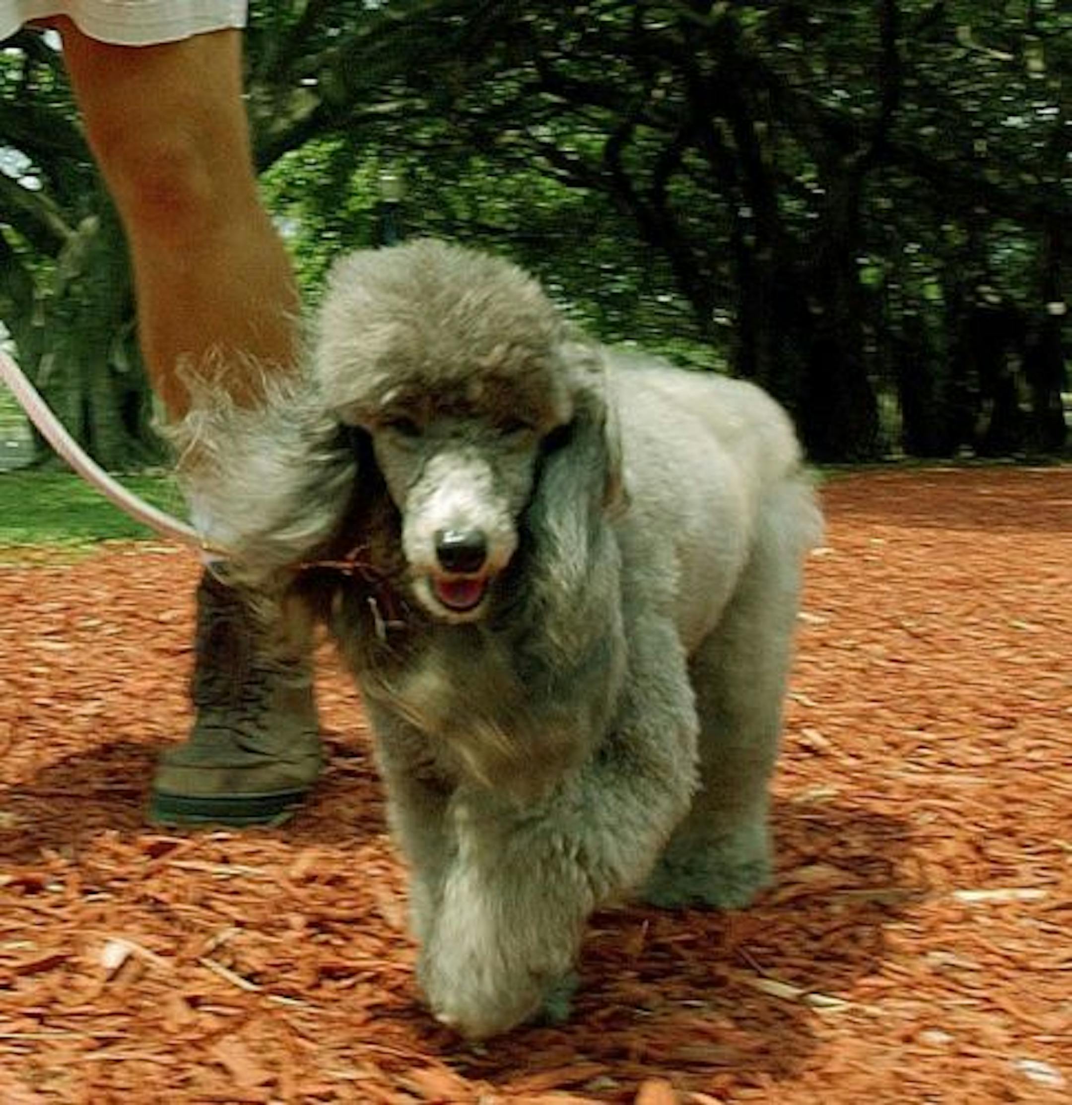 Poodles are among the dog breeds touted as hypoallergenic.