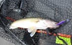 A nice walleye caught on a purple plug trolled on lead core line was quickly released back into Mille Lacs Lake. (John Myers/Duluth News Tribune/TNS) 