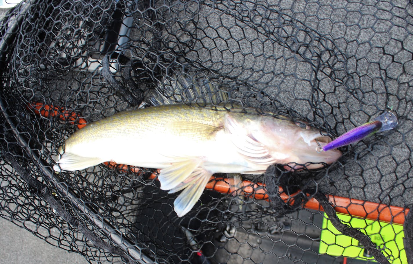 A nice walleye caught on a purple plug trolled on lead core line was quickly released back into Mille Lacs Lake. (John Myers/Duluth News Tribune/TNS) ORG XMIT: 1750044