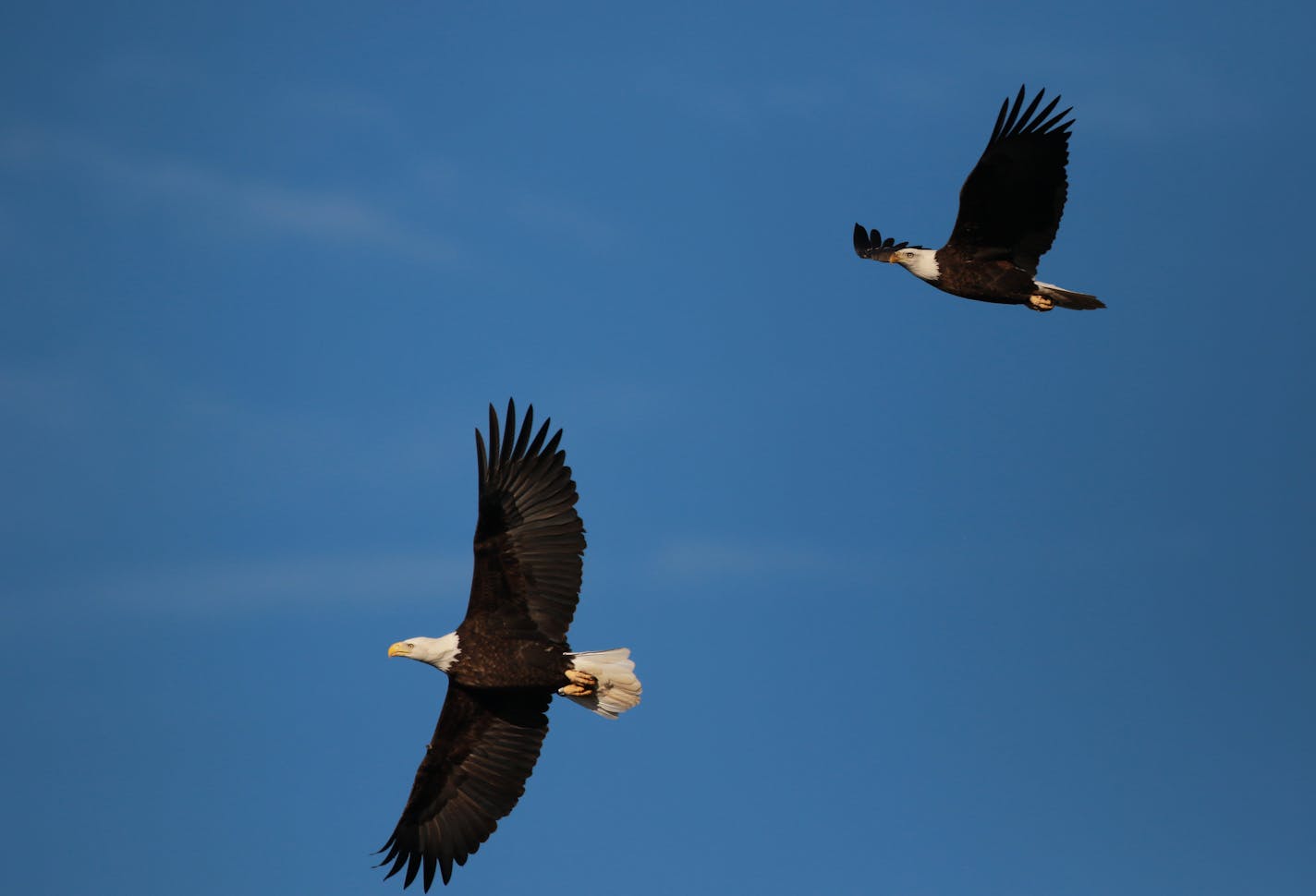 Bald eagles soar above Lake Pepin.