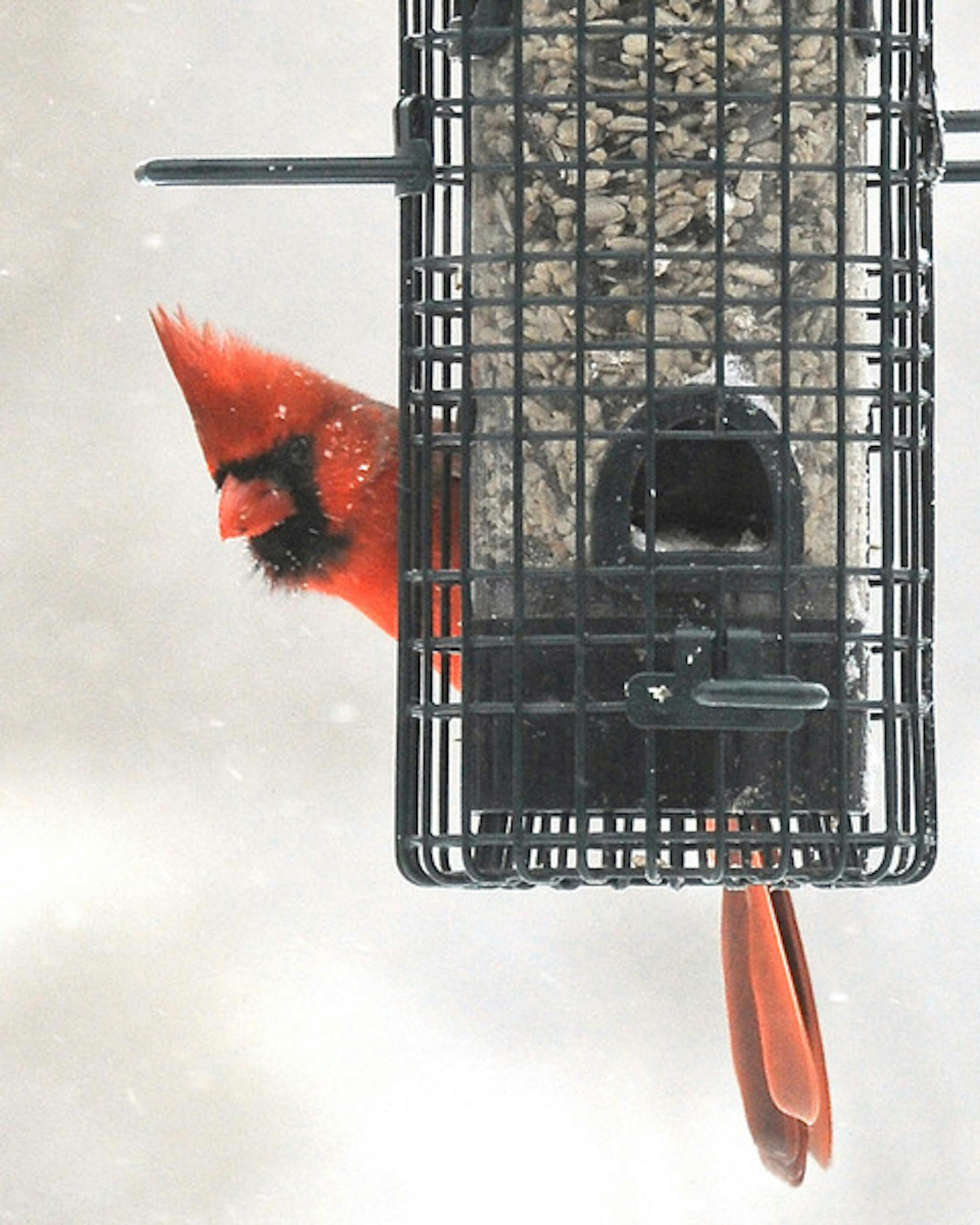 Northern cardinal at feeder.