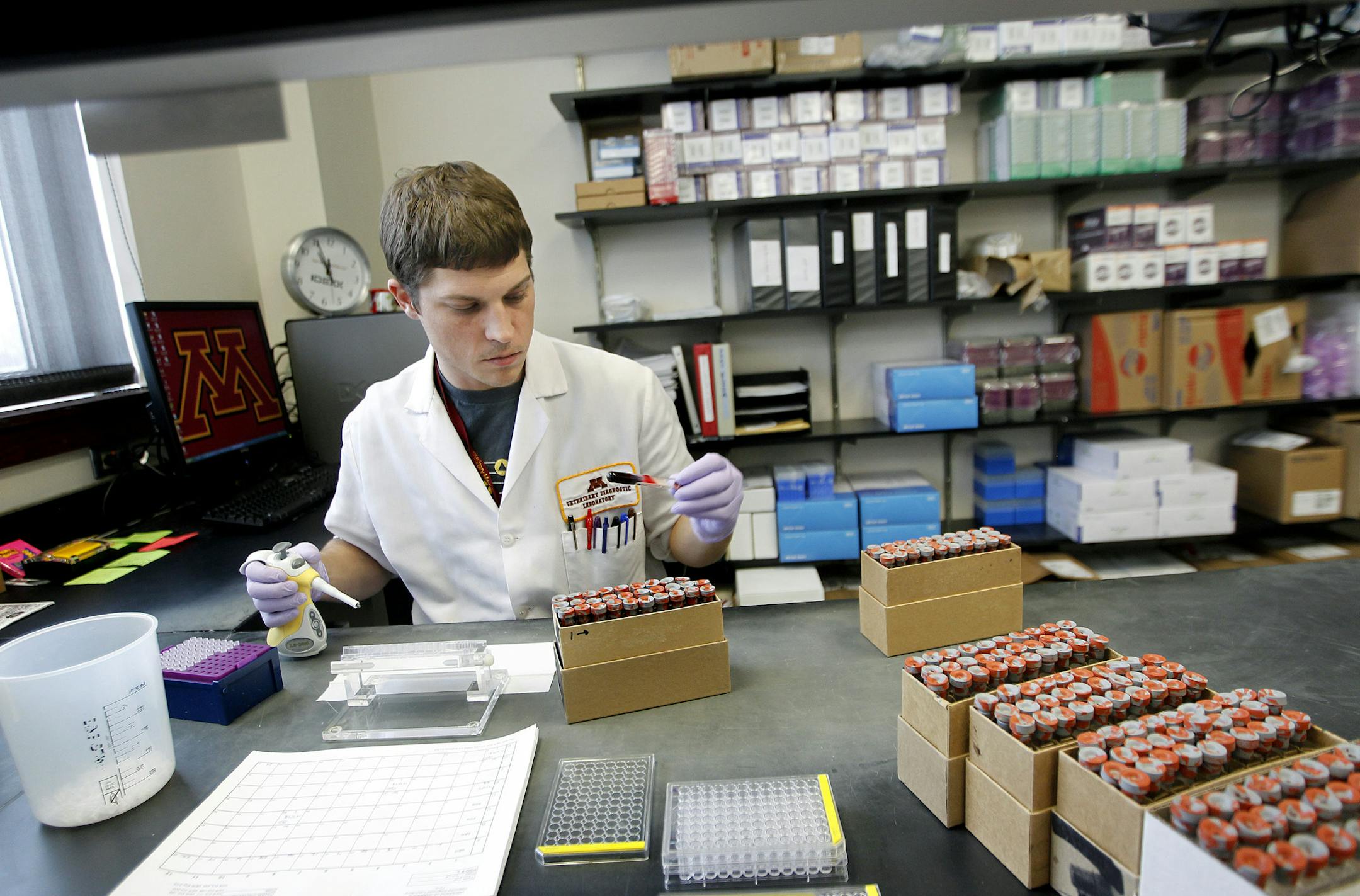 Jake Witherbee, a scientist at the University of Minnesota Veterinary Diagnostic Lab in St. Paul, worked on testing pig blood samples.