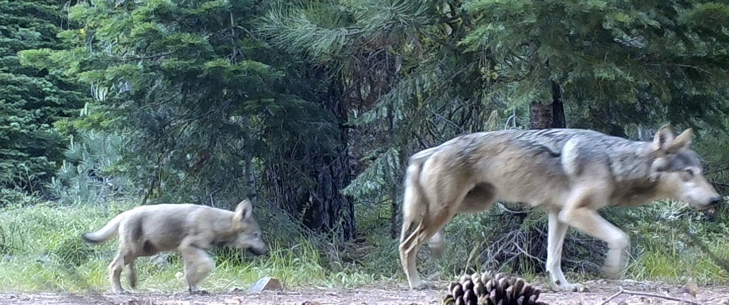 FILE - This June 29, 2017, file remote camera image provided by the U.S. Forest Service shows a female gray wolf and two of the three pups born in 2017 in the wilds of Lassen National Forest in Northern California. Trump administration officials on Thursday, Oct. 29, 2020, stripped Endangered Species Act protections for gray wolves in most of the U.S., ending longstanding federal safeguards and putting states in charge of overseeing the predators. (U.S. Forest Service via AP, File)