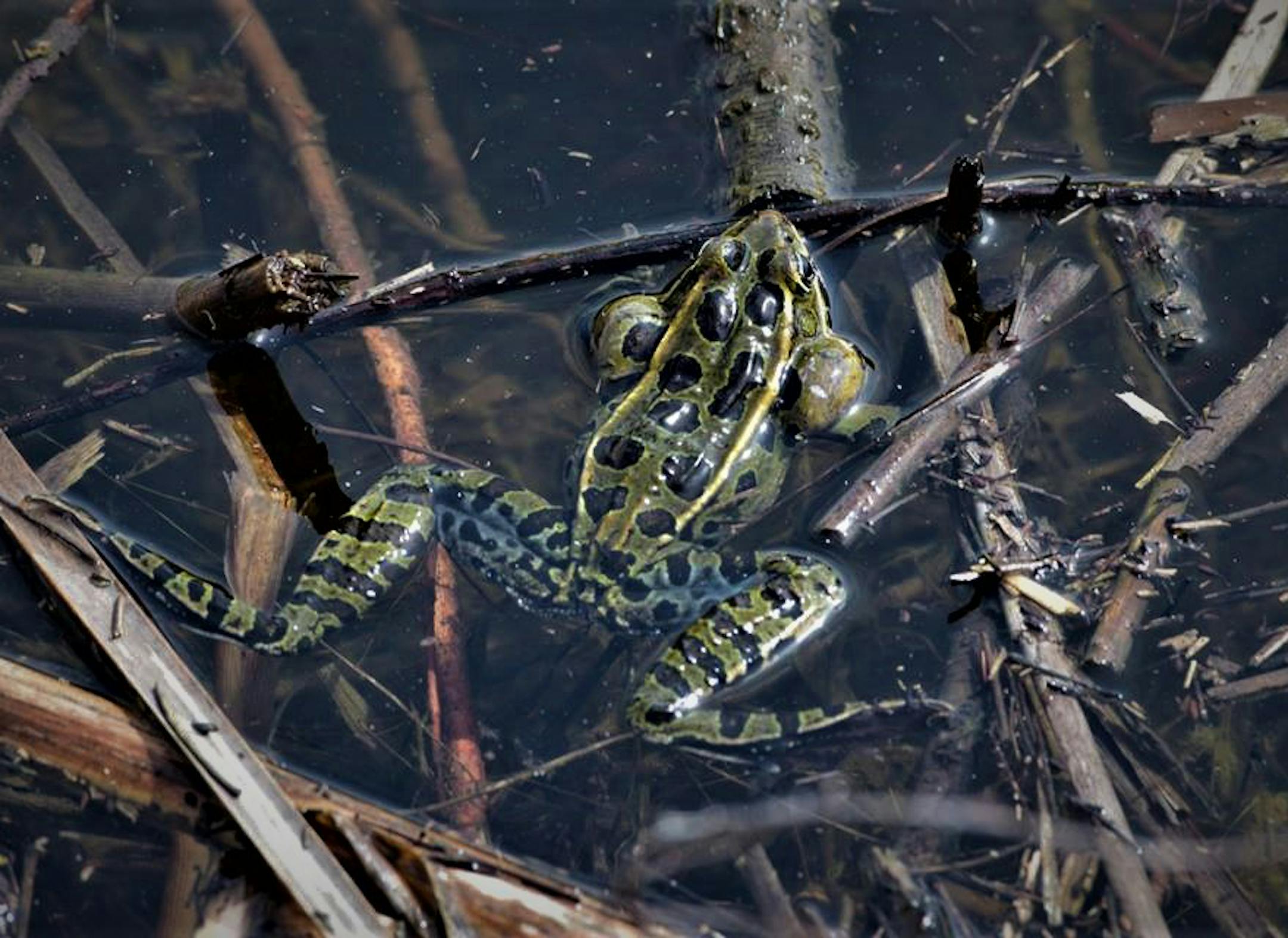 Leopard frog spotted during a frog survey. ORG XMIT: 38EmIJLFhU5z2vhp-4Pd