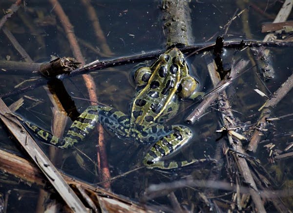 Leopard frog spotted during a frog survey. ORG XMIT: 38EmIJLFhU5z2vhp-4Pd