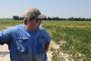 In this Tuesday, July 11, 2017, photo, East Arkansas soybean farmer Reed Storey looks at his field in Marvell, Ark. Storey said half of his soybean cr