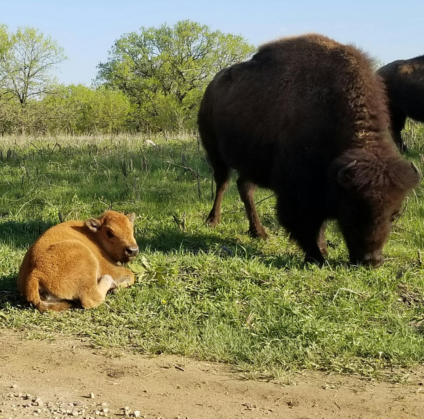 Provided by Minneopa State Park
Bison calves are upping the cuteness quotient at Minneopa State Park in Mankato.