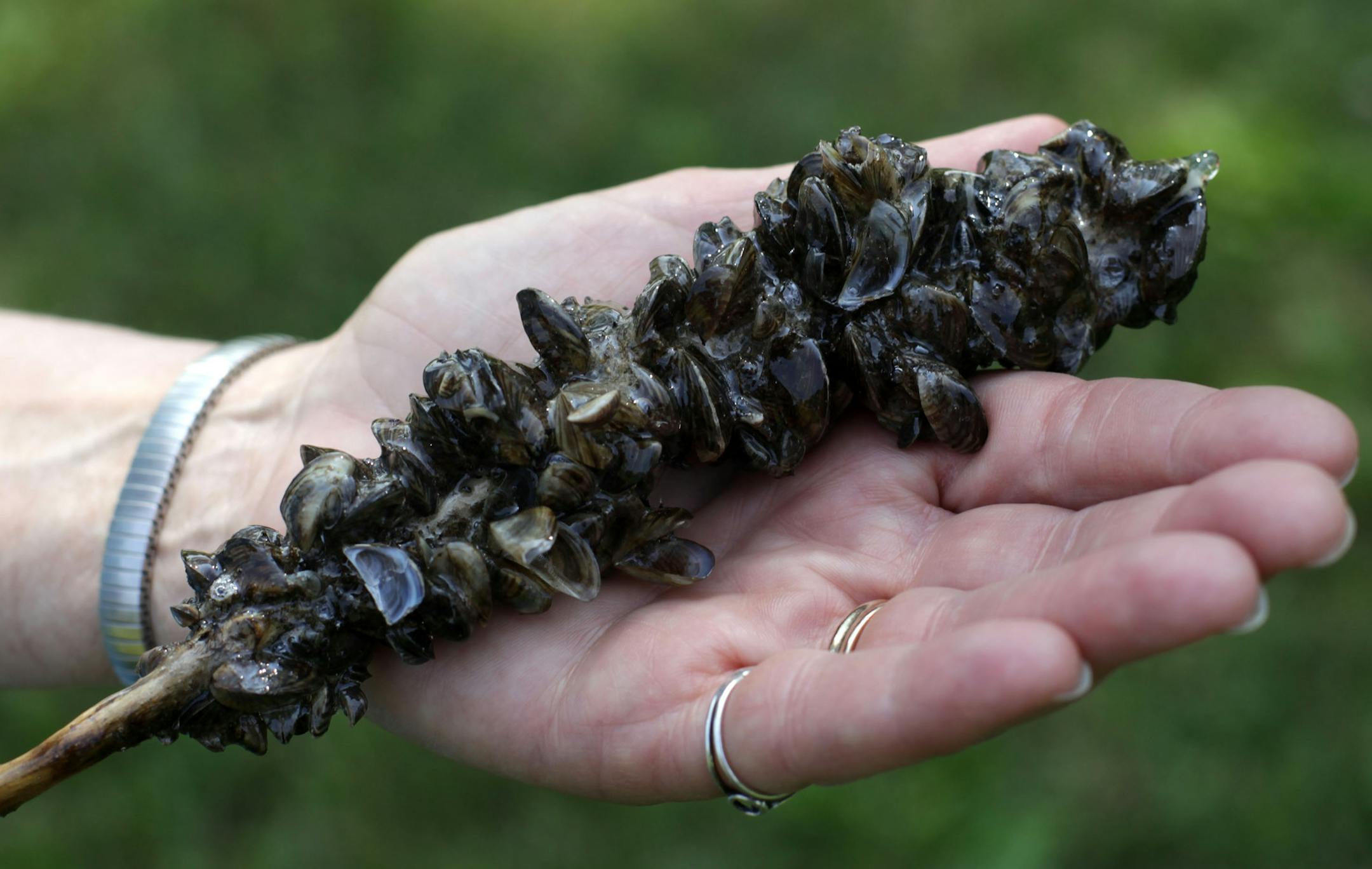 At left, dead zebra mussels were displayed at a news conference Thursday.