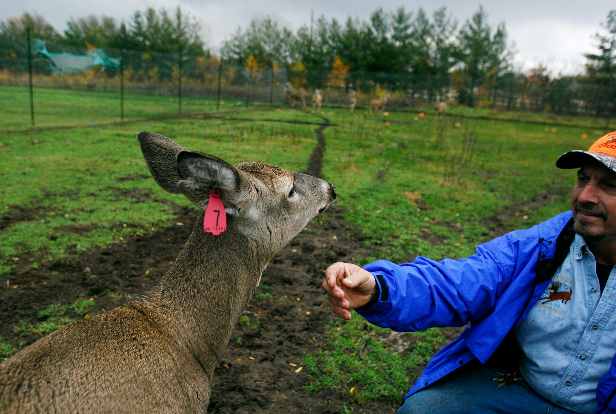 Craig Jaworski of Cottage Grove owns a deer farm and sells urine from does in estrus — a product very much in big demand this time of the year.