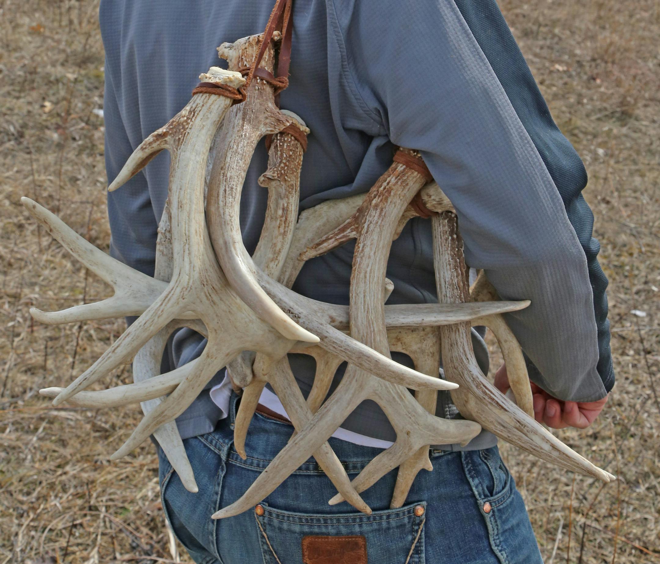 Trainer Josh Miller with whitetail antlers he uses to train dogs that find and retrieve the sheds.