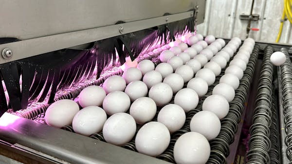 FILE - Eggs are cleaned and disinfected at the Sunrise Farms processing plant in Petaluma, Calif., on Jan. 11, 2024.