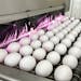 FILE - Eggs are cleaned and disinfected at the Sunrise Farms processing plant in Petaluma, Calif., on Jan. 11, 2024.
