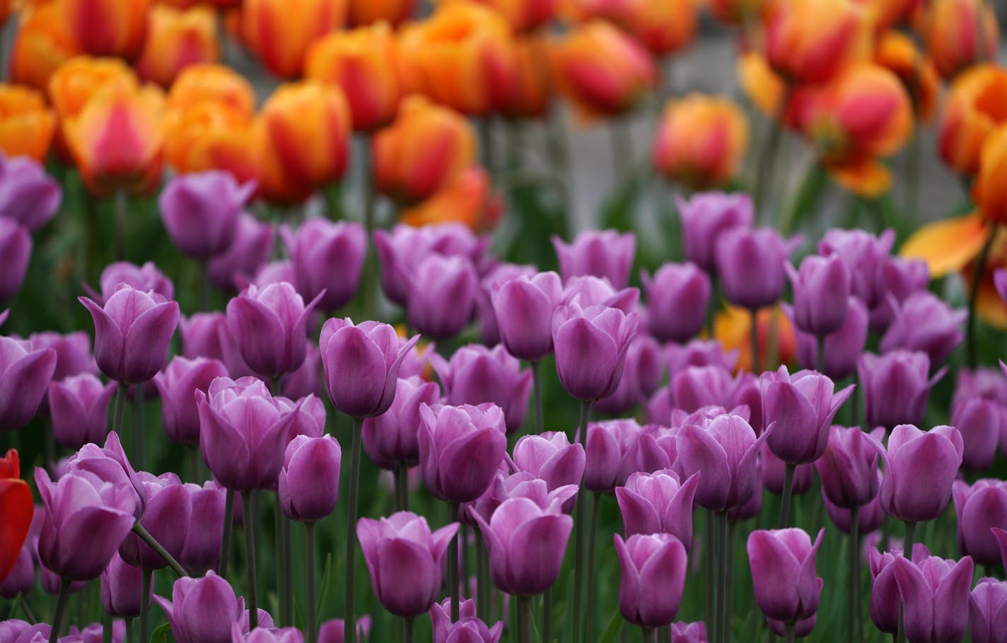 With more than 38,000 tulips, the Arboretum has the largest display in the metro area, and attracts thousands of people to capture the display. Peak is generally between early to mid May. ] Looking for a respite from the hustle and bustle without heading north? The Twin Cities is home to one of the best park systems in the nation and here are just a few of the Urban sanctuaries that will help you get your nature fix. brian.peterson@startribune.com
Chanhassen, MN Friday, May 17, 2019 ORG XMIT: MI