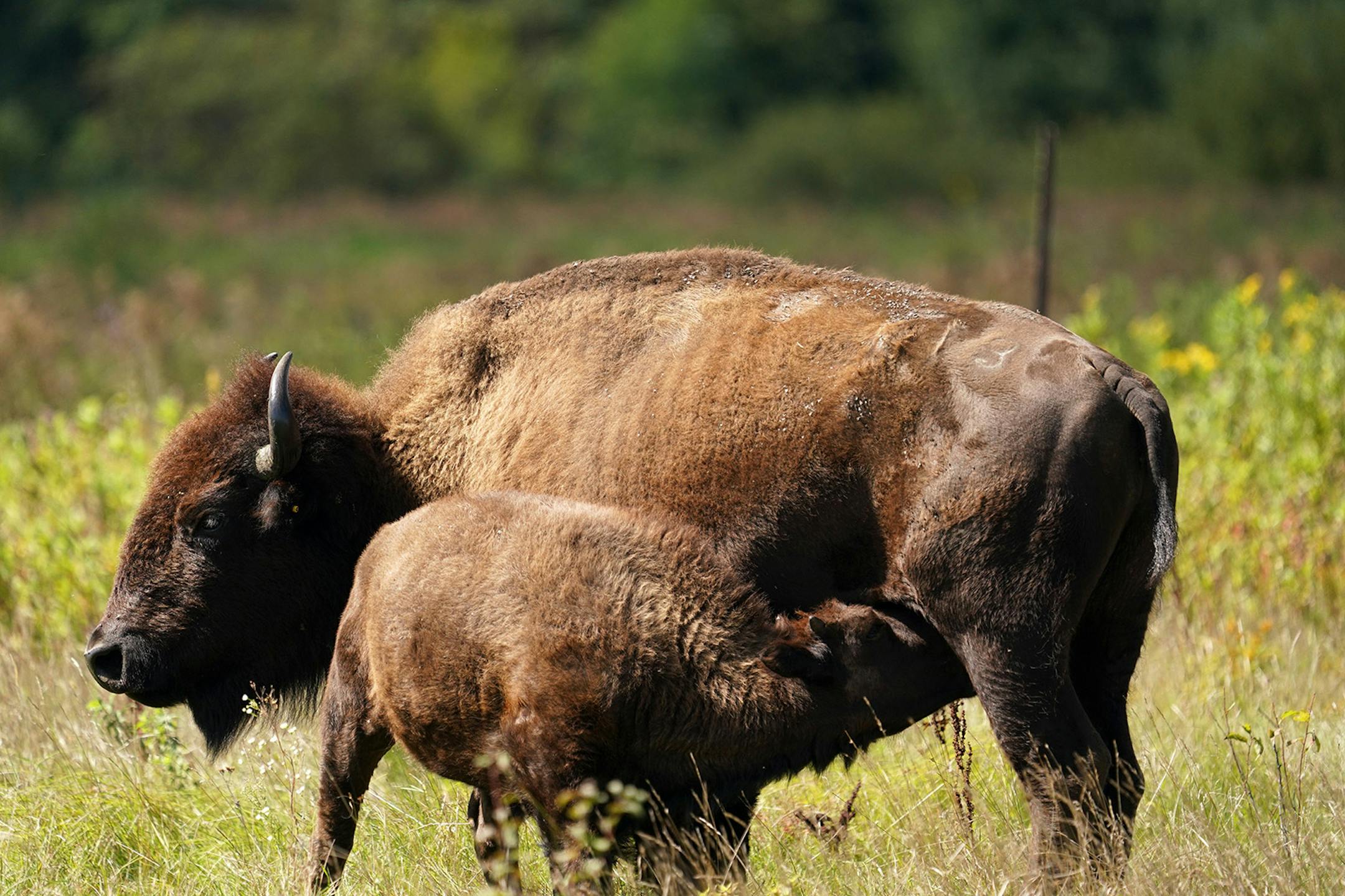 A bison calf nursed from its mother Thursday at Minneopa State Park in Mankato.