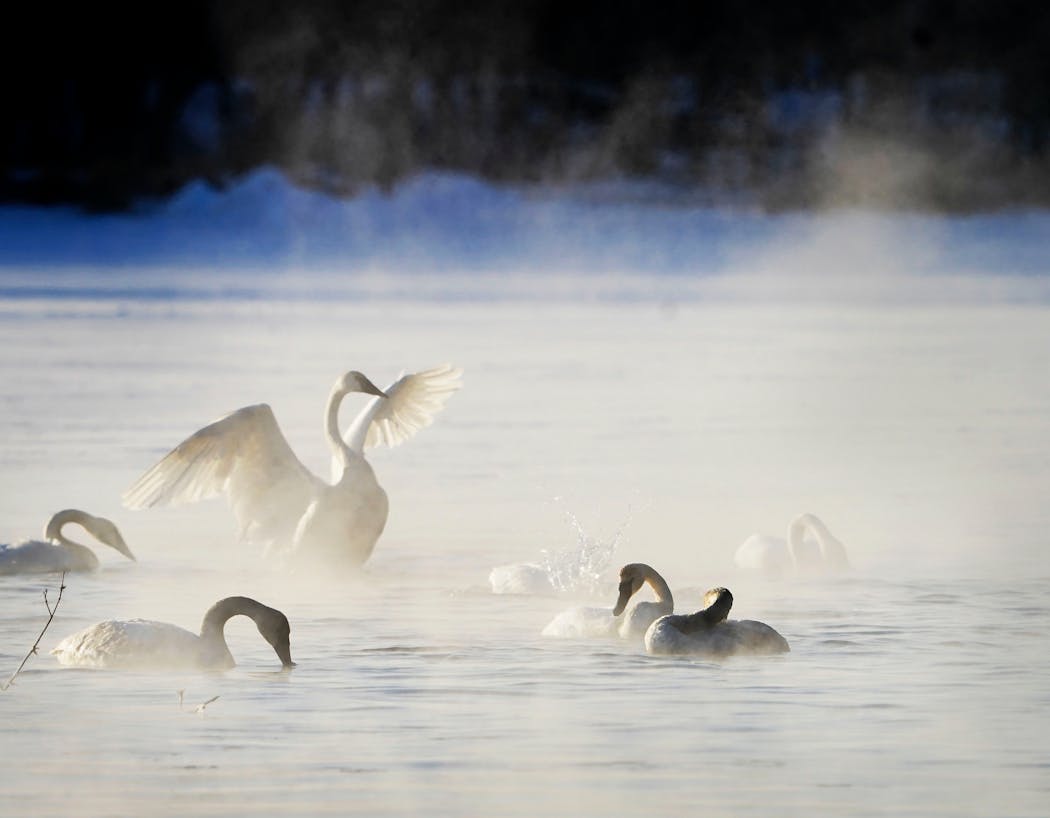 Swans fed in open water on Fort Snelling State Park waters.