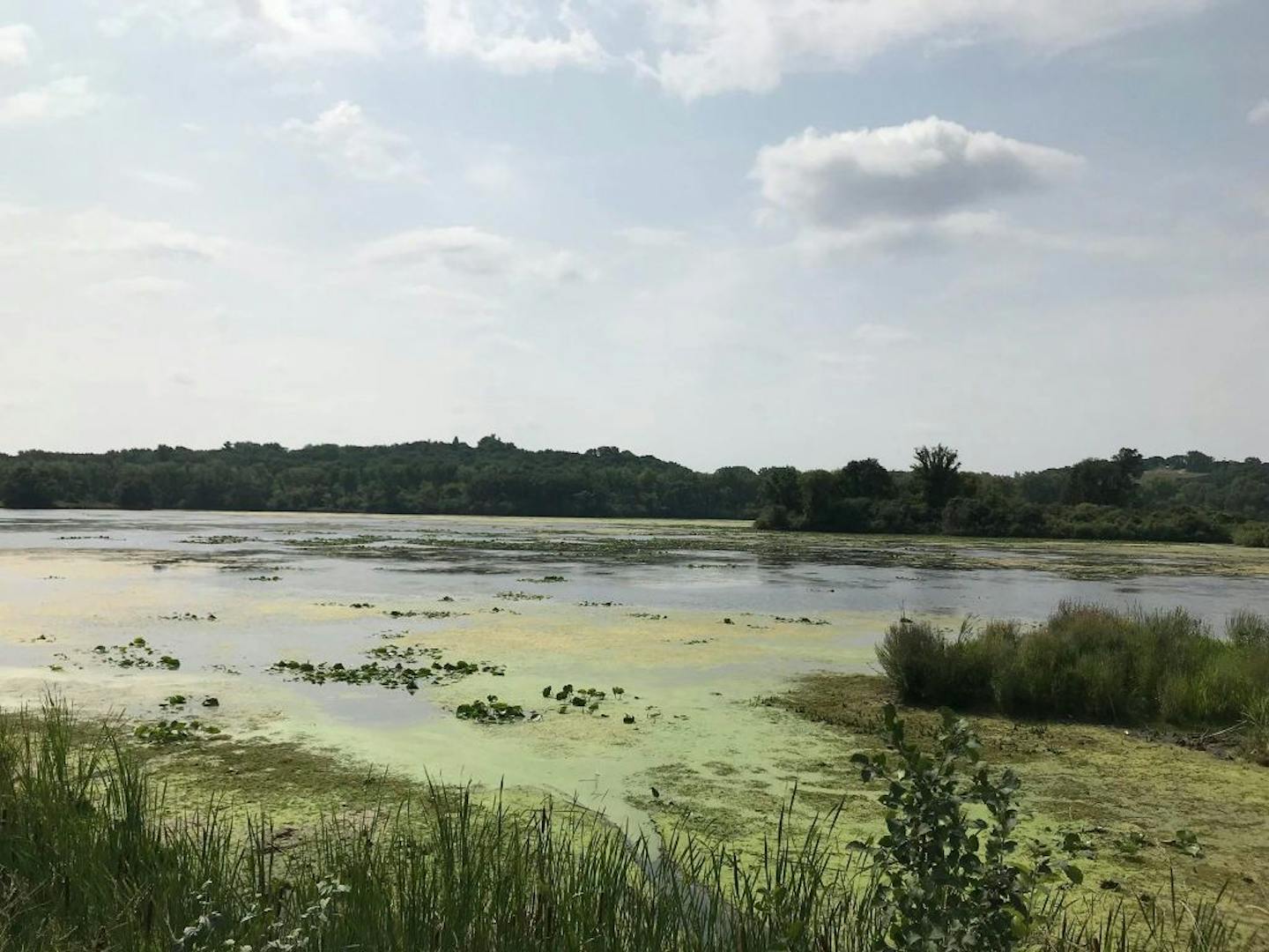 Algae and plants cover a broad swath of Normandale Lake in Bloomington on Thursday, Aug. 23, 2018.