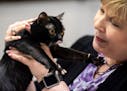 "Joker," a Bombay, stuck out his tongue and claws as he was judged by Kathy Black, of Duncan, Oklahoma, Saturday at the Saintly City Cat Show. ] Aaron